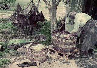 Barjola